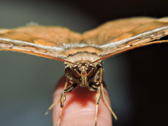 Hemeroblemma opigena