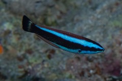 Pseudodax moluccanus