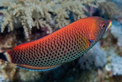 Pseudodax moluccanus
