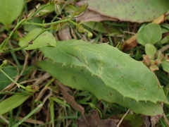 Ixeridium laevigatum