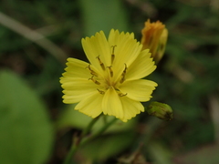 Ixeridium laevigatum