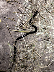 Indotyphlops braminus