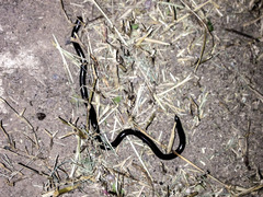 Indotyphlops braminus