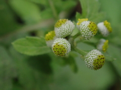 Dichrocephala integrifolia