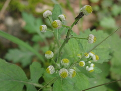 Dichrocephala integrifolia