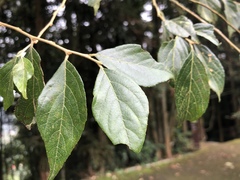 Styrax formosanus