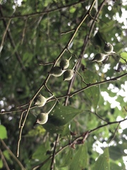 Styrax formosanus