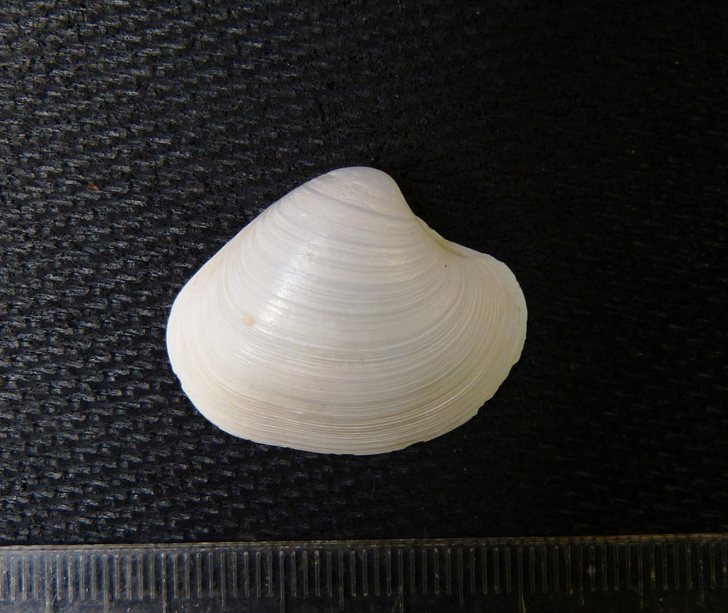 Pitar consanguineus