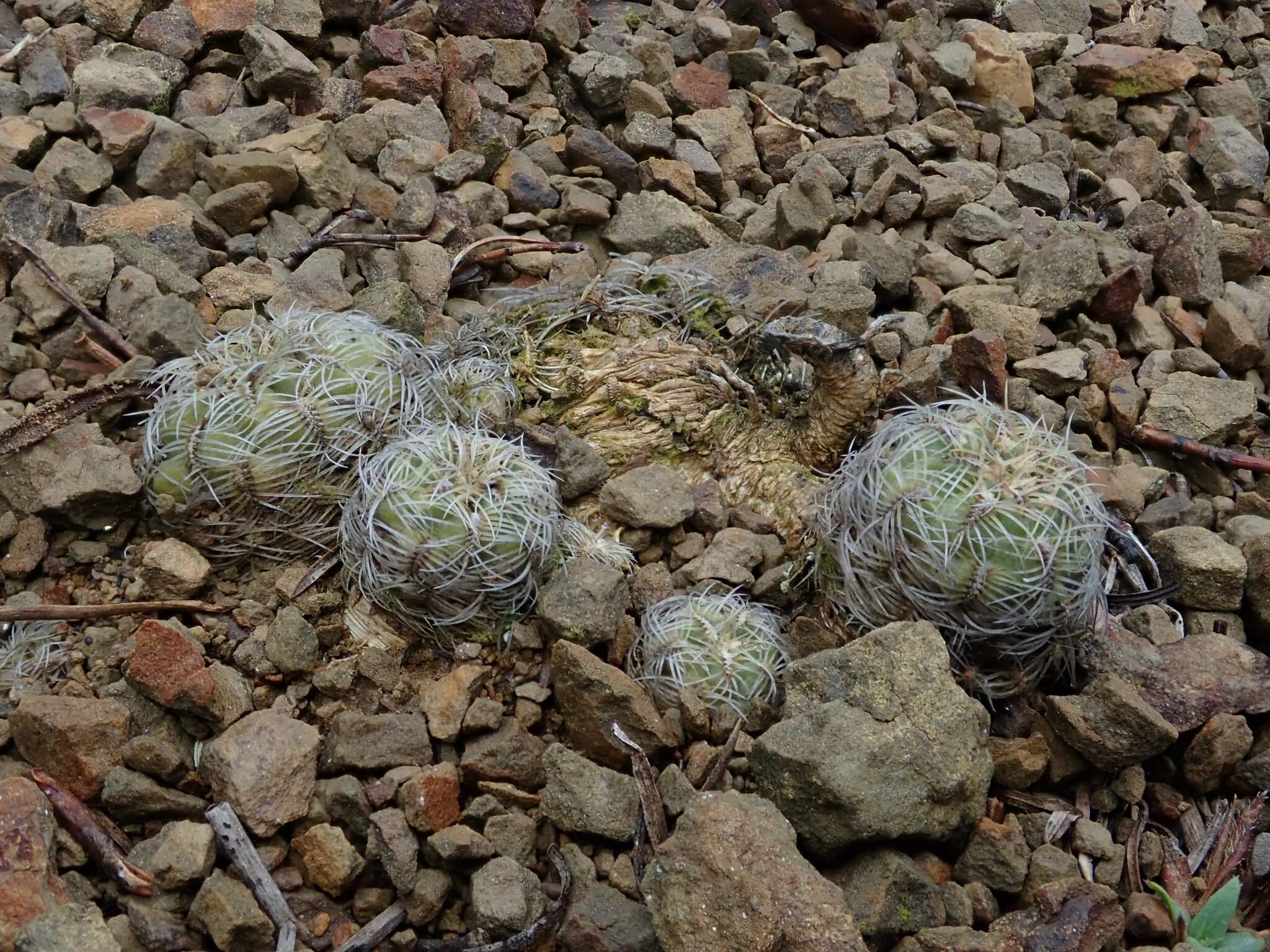 Weingartia canigueralii