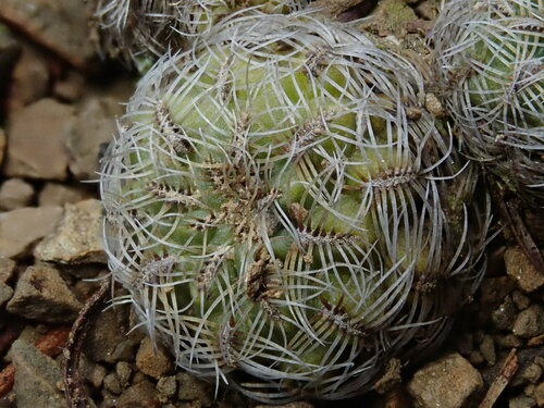Weingartia canigueralii