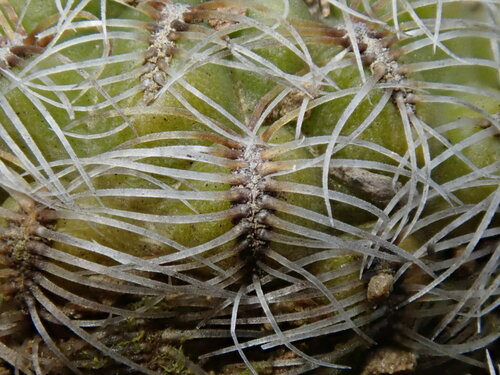 Weingartia canigueralii