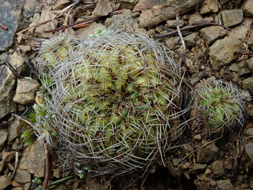 Weingartia canigueralii