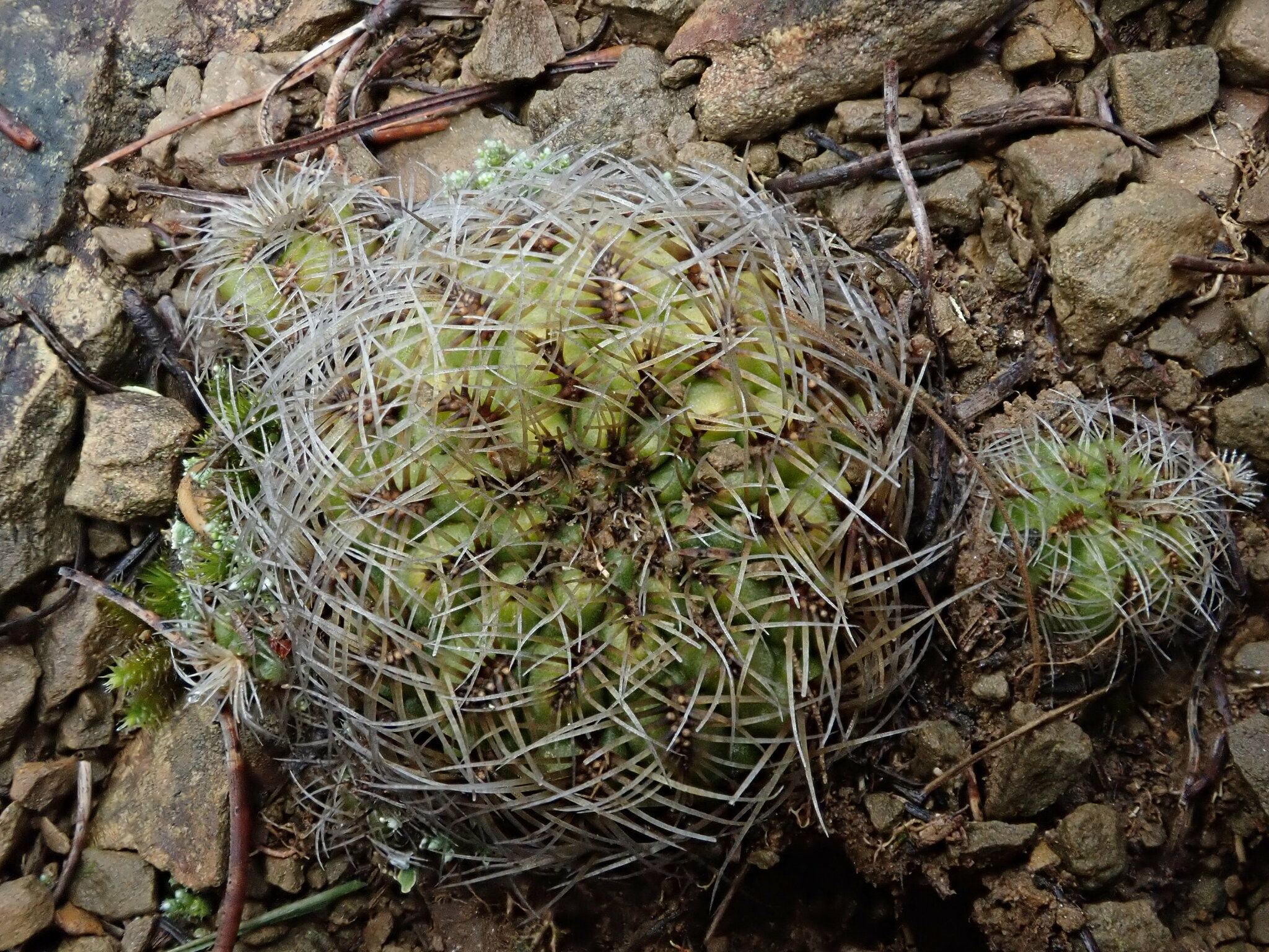 Weingartia canigueralii | Botanico Hub