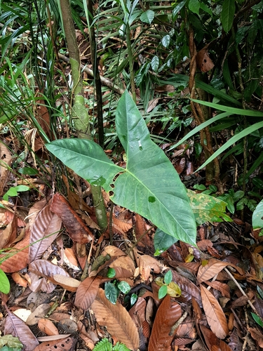 Alocasia longiloba