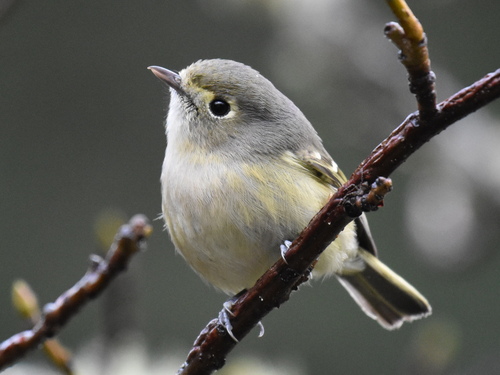 Hutton's Vireo
