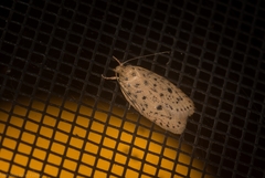 Garrha atripunctatella