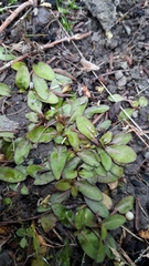 Mazus novaezeelandiae
