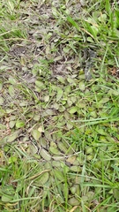 Mazus novaezeelandiae