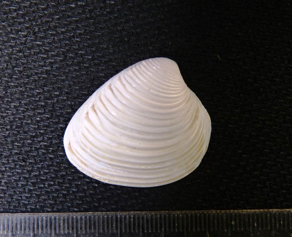 Hysteroconcha brevispinosa