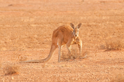 Kangaroo