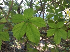 Parthenocissus quinquefolia