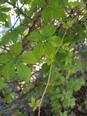 Parthenocissus quinquefolia