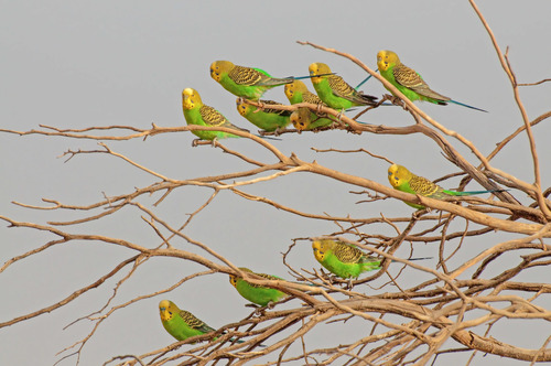 Melopsittacus undulatus