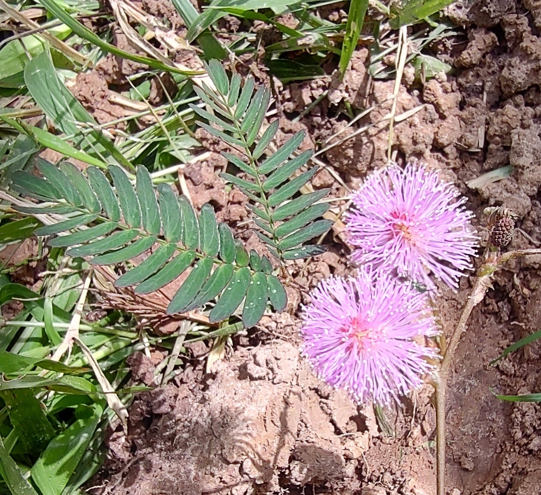 Mimosa pudica