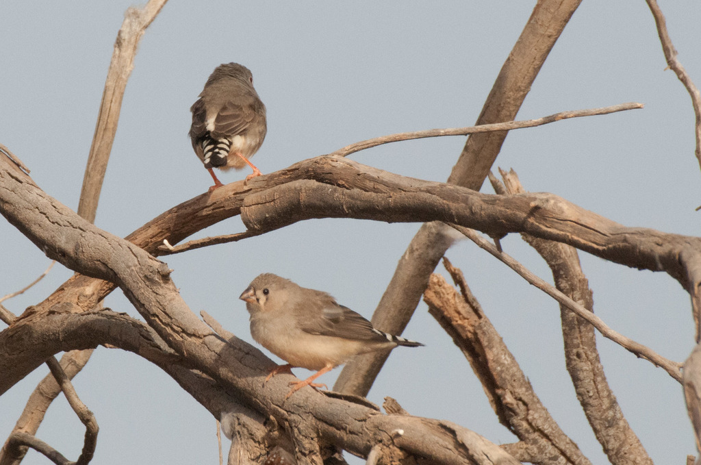Zebra Finch