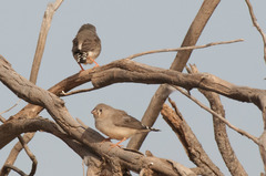 Zebra Finch photo 1