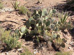 Opuntia dulcis
