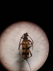 Typocerus balteatus