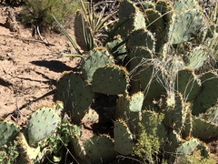 Opuntia dulcis