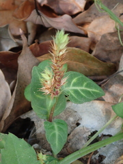 Lepidagathis inaequalis