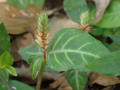 Lepidagathis inaequalis