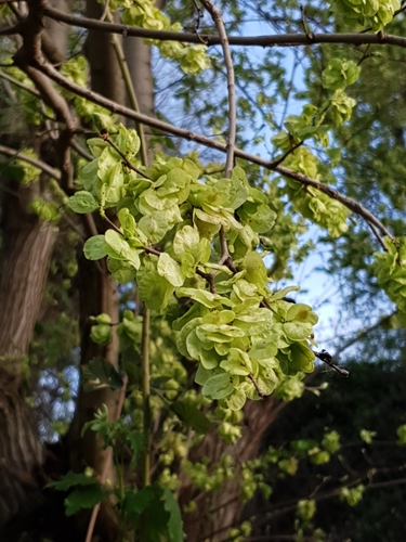 Ulmus minor image