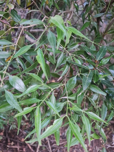 Buxus moratii image