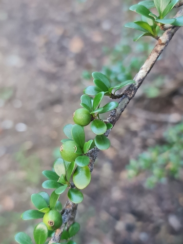 Hyperacanthus grevei image