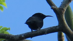 Papuan Black Myzomela photo 1