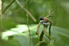 Hylophylax naevioides
