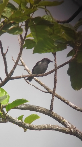 Sulphur-rumped Tanager (Heterospingus rubrifrons), photo 5