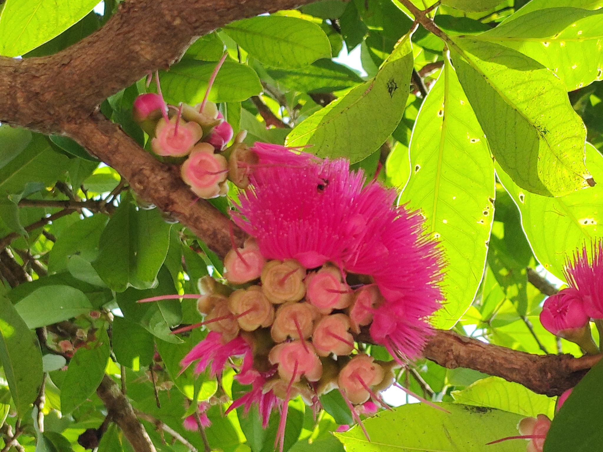 Syzygium malaccense