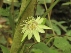 Passiflora costaricensis