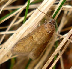 Tortricodes alternella