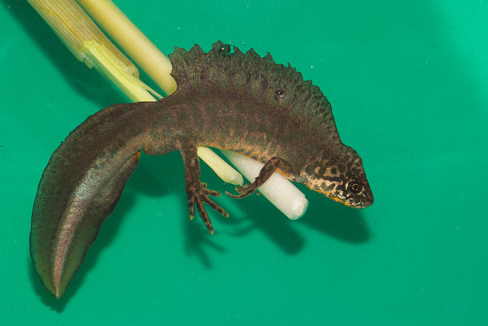 Balkan-Anatolian Crested Newt