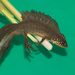 Balkan-Anatolian Crested Newt - Photo (c) Ingmar van der Brugge, some rights reserved (CC BY-NC-ND), uploaded by Ingmar van der Brugge