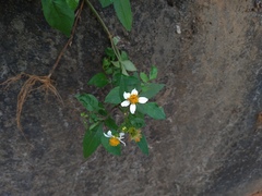 Bidens alba