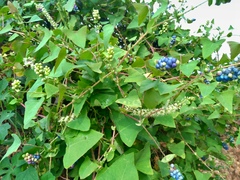 Persicaria perfoliata