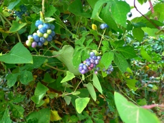 Persicaria perfoliata