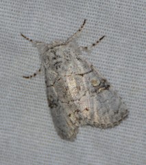 Charadra dispulsa